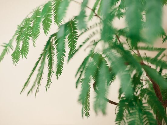 院内の観葉植物